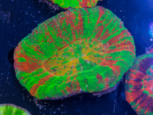 Scolymia