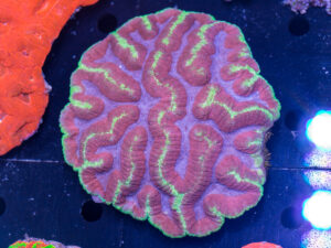 Oulophyllia