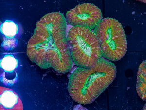 Lobophyllia