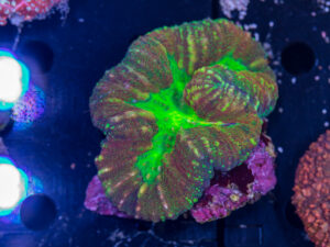 Lobophyllia
