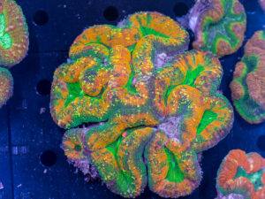 Lobophyllia