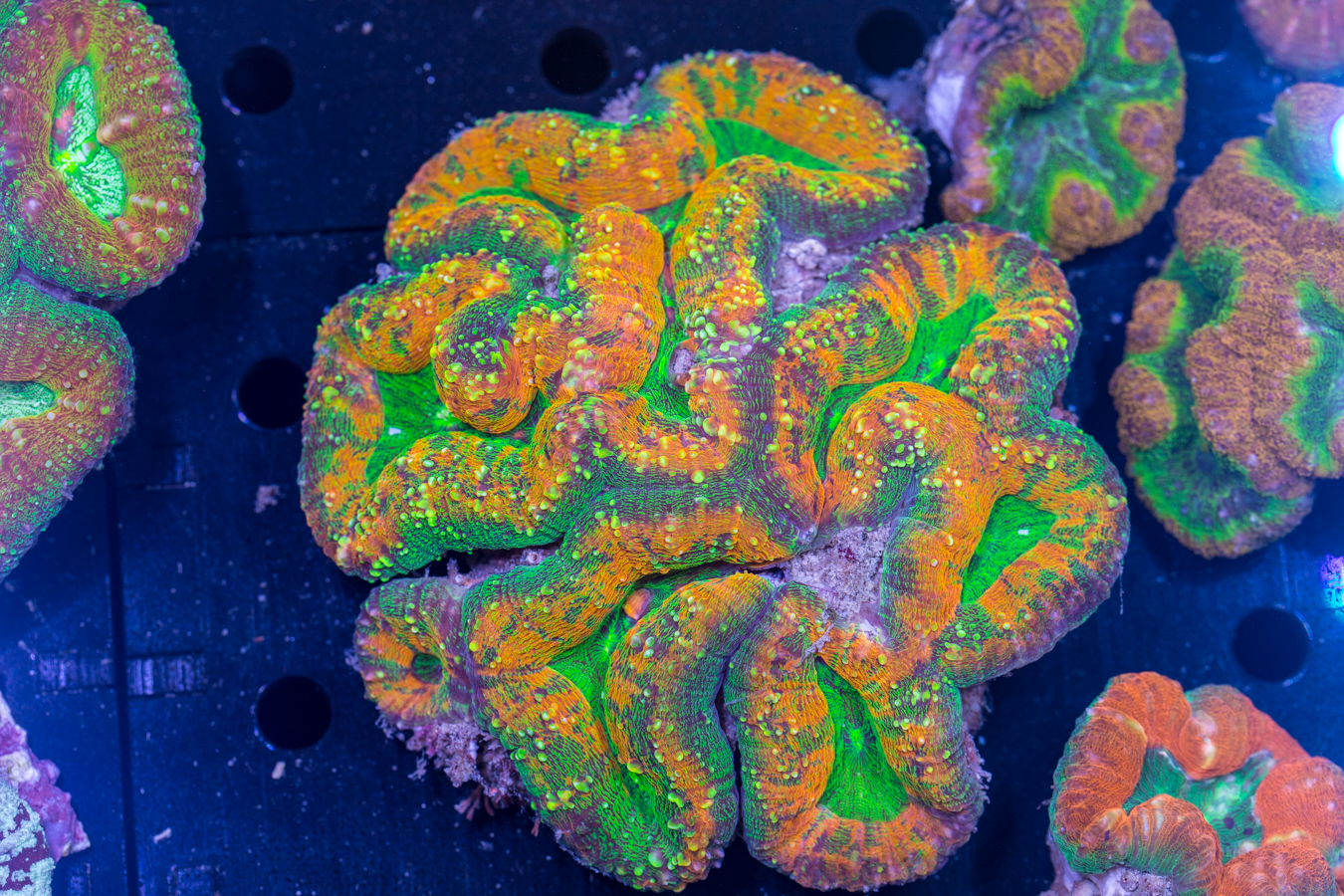 Lobophyllia 1 Lobophyllia