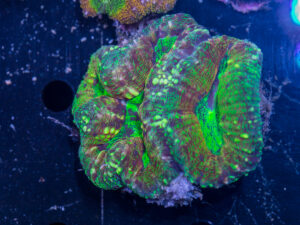 Lobophyllia