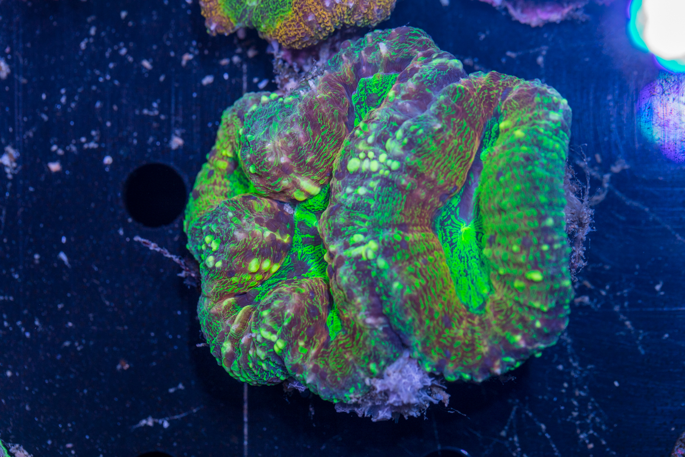 Lobophyllia 1 Lobophyllia