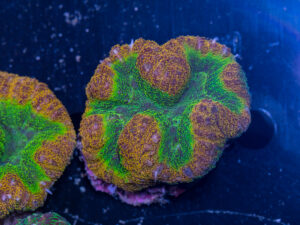 Lobophyllia