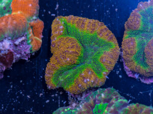 Lobophyllia