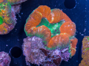 Lobophyllia