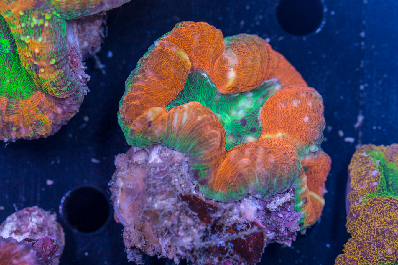 Lobophyllia 1 Lobophyllia