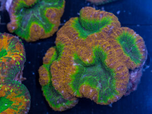 Lobophyllia