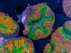 Lobophyllia