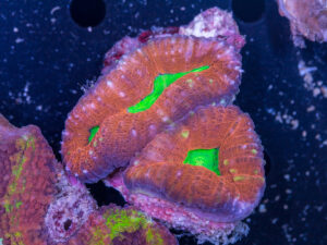 Lobophyllia