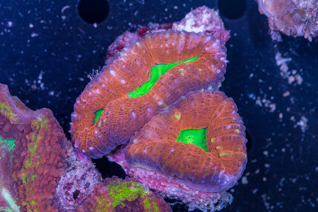 Lobophyllia 1 Lobophyllia