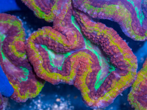 Symphyllia - Rainbow Volcano