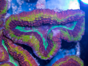 Symphyllia - Rainbow Volcano