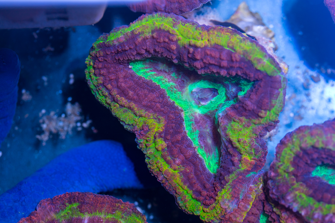 Symphyllia - Rainbow Volcano 1 Symphyllia - Rainbow Volcano