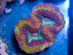Symphyllia - Rainbow Volcano