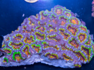 Acan - Lord Howe