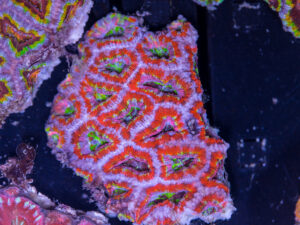 Acan - Lord Howe