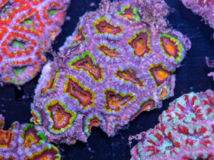 Acan - Lord Howe