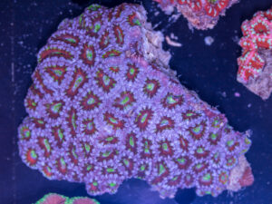 Acan - Lord Howe