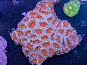 Acan - Lord Howe