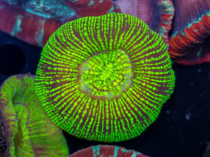 Trachyphyllia
