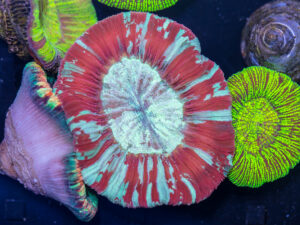 Trachyphyllia