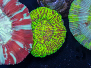 Trachyphyllia