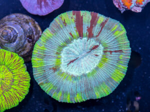 Trachyphyllia