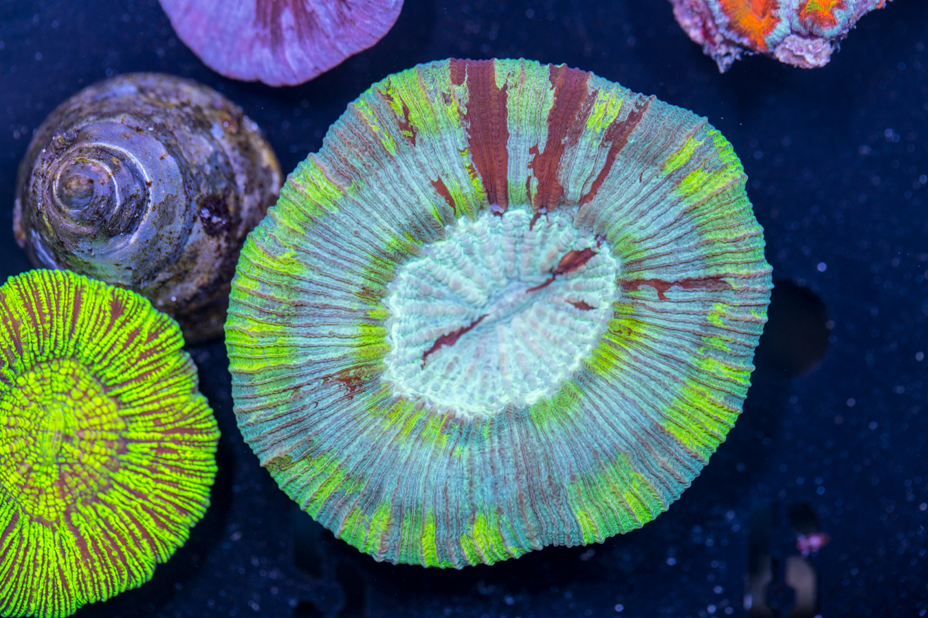 Trachyphyllia 1 Trachyphyllia