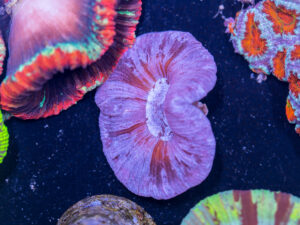 Trachyphyllia
