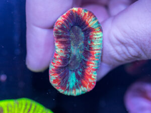 Trachyphyllia
