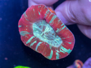 Trachyphyllia