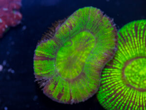 Trachyphyllia