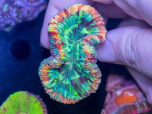 Trachyphyllia
