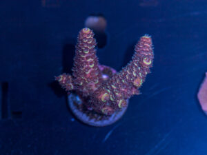 Acropora - Gold Spath