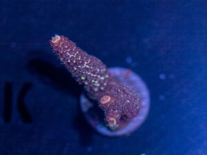 Acropora - Gold Spath