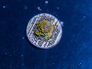 Acropora - Walt Disney