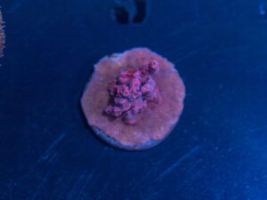 Acropora - Cotton Candy Carnage