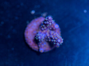 Acropora - Fireworks