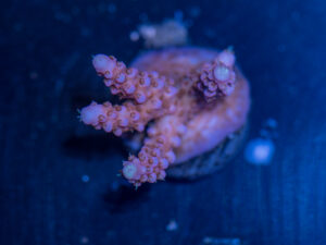 Acropora - Fireworks