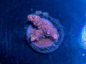 Acropora - Fireworks