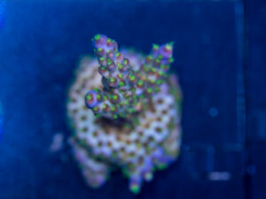 Acropora