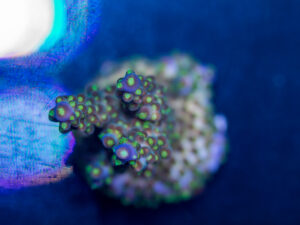 Acropora