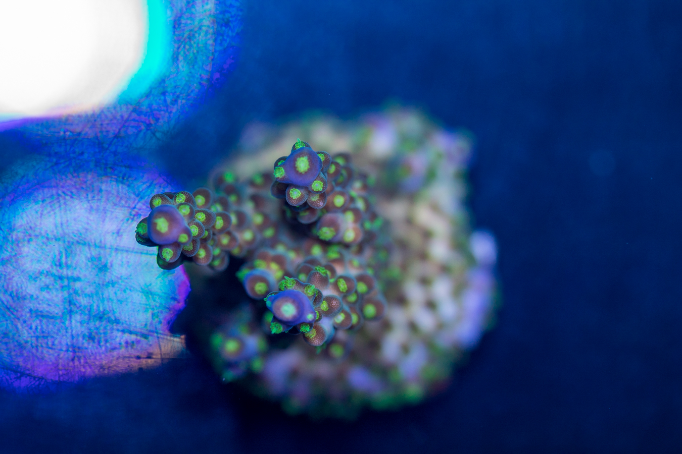 Acropora 1 Acropora
