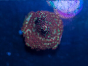 Acropora - Fruity Pebbles