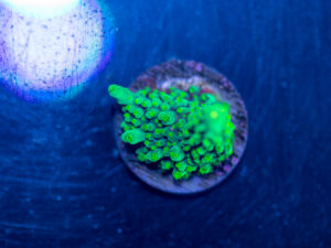 Acropora - Dallas