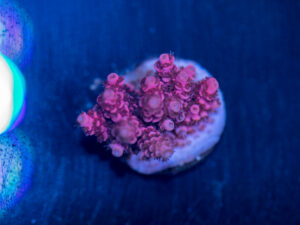 Acropora - Pink Table
