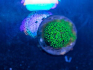 Acropora - Bali Slimer