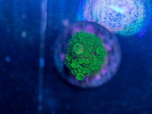 Acropora - Bali Slimer